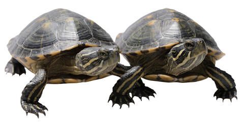 Obraz premium Two Baby Turtles Walking Together Isolated PNG