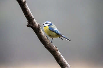  blue tit © eko.pics