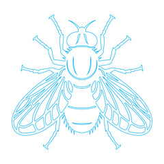 illustration of a fly