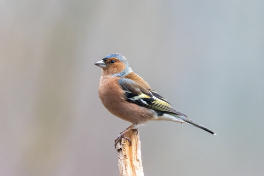 finch