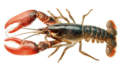 Fresh whole lobster isolated on transparent background seafood delicacy gourmet restaurant menu ingredient concept