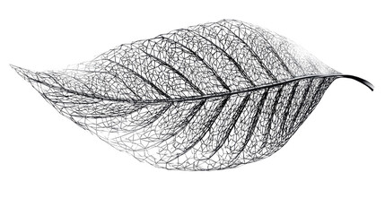 Abstract black wireframe leaf isolated on transparent background digital mesh structure technology nature design element concept