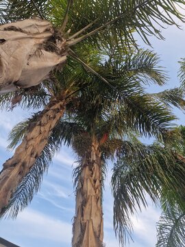 Palmenfotografie. Minimalistischer Ansatz. Tageslicht. Im Freien. Fr&uuml;chte von Palmen. Gr&uuml;nes Blattwerk. &Uuml;ppige Vegetation. Tropische Szene. &Ouml;kologische Umgebung. Himmel mit Wolken. Windiges Wetter. Ba