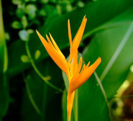 Fototapeta premium Golden Heliconia Bloom Against Lush Green