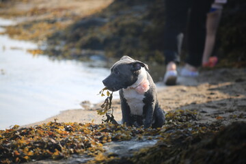 my staffy playing with seaweed © N Gadsby