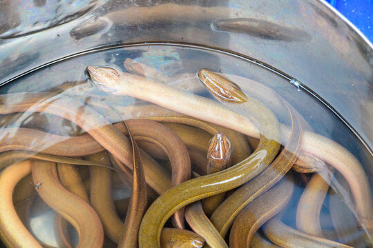 A group of live eels with smooth, brownish bodies are entangled in a shallow metal basin filled with water at a local market in Ben Tre, Mekong Delta, southern Vietnam. The scene highlights the shiny