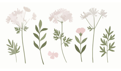 Trendy Feminine Wildflower Vector Collection with Meadow Rue and Rustic Wedding Greenery © MdShakil