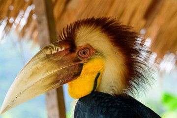 Detailed portrait of a hornbill showing its large curved beak, vivid yellow throat, and striking plumage with soft natural light. The image highlights the bird's unique textures and vibrant colors © Florent