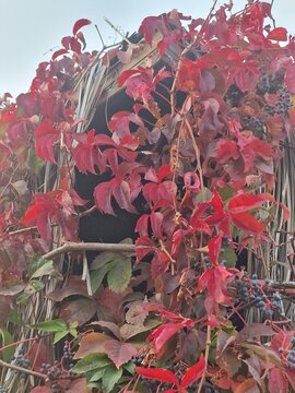 Palmenfotografie. Minimalistischer Ansatz. Tageslicht. Im Freien. Fr&uuml;chte von Palmen. Rotes Blattwerk. &Uuml;ppige Vegetation. Tropische Szene. &Ouml;kologische Umgebung. Himmel mit Wolken. Windiges Wetter. 