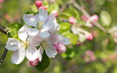 Obraz premium The colorful tree blossoms that bloom with the arrival of spring and the revival of nature.