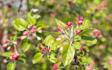 Obraz premium The colorful tree blossoms that bloom with the arrival of spring and the revival of nature.