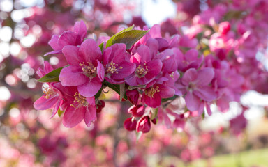 Fototapeta premium The colorful tree blossoms that bloom with the arrival of spring and the revival of nature.
