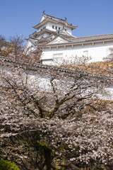 春の姫路城と桜　兵庫県姫路市にて