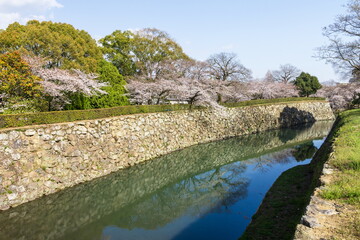 春の姫路城と桜　兵庫県姫路市にて