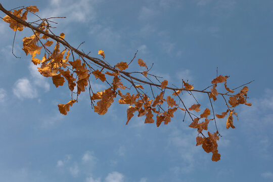 Photograph of an autumn oak branch against a blue sky with clouds