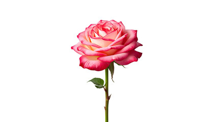 A beautiful pink rose standing alone on a transparent background