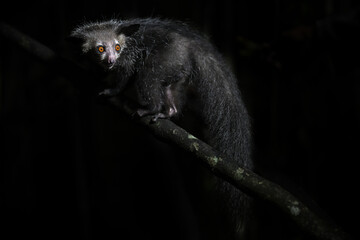 Unique Madagascar primate Aye-aye perched on a vertical branch in its natural nocturnal habitat © PetrDolejsek