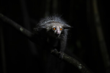 Endangered Aye-aye lemur clinging to a vertical trunk in the dense Madagascar jungle canopy © PetrDolejsek