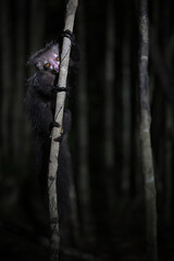 Fototapeta premium Nocturnal Aye-aye (Daubentonia madagascariensis) climbing a tree branch at night in Madagascar