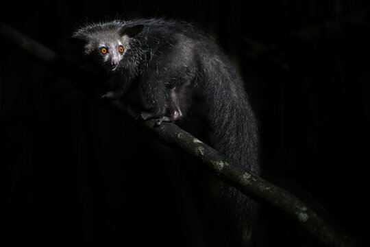 Unique Madagascar primate Aye-aye perched on a vertical branch in its natural nocturnal habitat