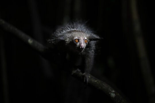 Endangered Aye-aye lemur clinging to a vertical trunk in the dense Madagascar jungle canopy