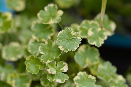 Variegated lawn pennywort leaves - Latin name - Hydrocotyle sibthorpiodes Variegata