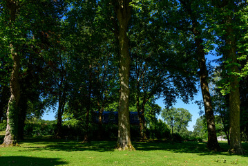 Obraz premium Expansive green lawn beneath towering trees casting deep shade, with dappled sunlight filtering through dense summer foliage in a tranquil park setting.
