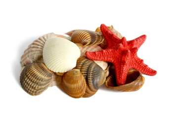 On a white background lies a pile of seashells with a red star.