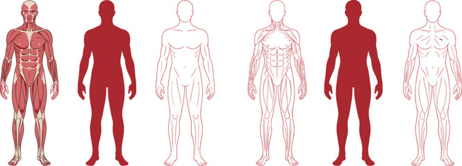 Vector illustration set of human muscular system in detailed anatomy, silhouette, and line-art styles, ideal for education, physiology, medical design, and creative projects