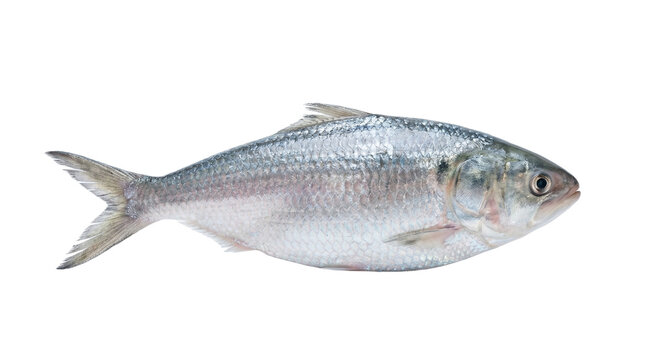 Fresh Hilsa fish or Ilish isolated on transparent background, PNG cutout