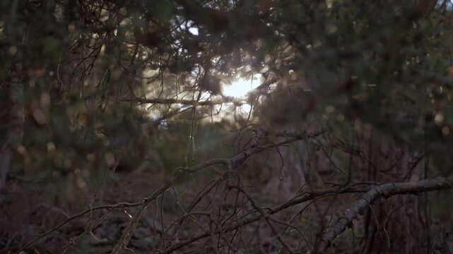 Soleil &agrave; travers branchage