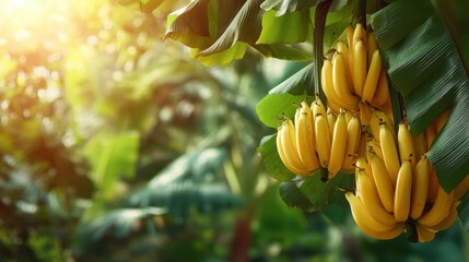 Naklejka premium Ripe yellow banana bunches hanging from lush green leaves. Tropical fruit cluster in sunny natural plantation. Fresh organic produce in vibrant outdoor habitat