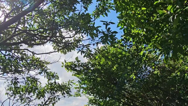 Looking up at spring and summer treetops, green leaves swaying gently in the breeze under blue skies and soft white clouds, a peaceful forest moment filled with fresh phytoncide and natural tranquilit