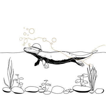 Explorer Platypus Swimming in Calm Creek