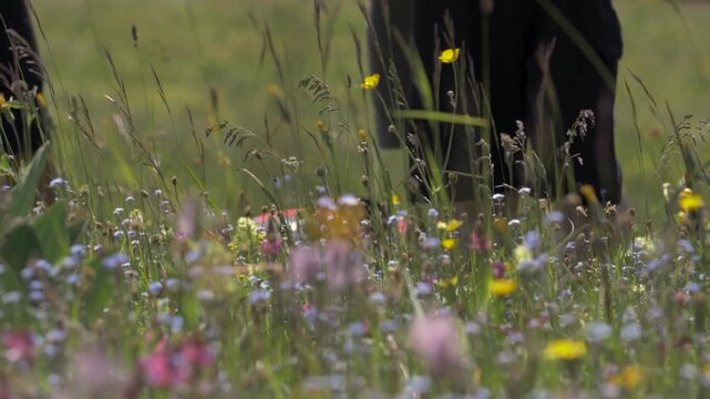 Champ de montagne fleuri