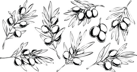Olive Branches with Olives Hand Drawn Sketch Vector Illustration