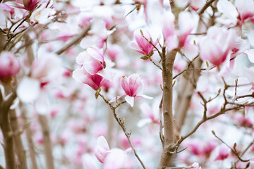 Obraz premium Blooming magnolia tree with pink flowers close up. Springtime background.