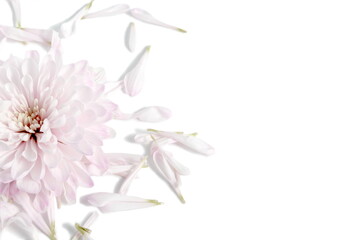 On a white background there is a pile of petals and a chrysanthemum flower.
