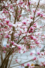 Blooming magnolia tree with pink flowers close up. Springtime background. © morrowlight