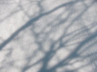 Obraz premium Beautiful blue shadows of tree branches on fresh white snow surface on a sunny winter day