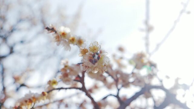 White Plum Blossoms Against Blue Sky in Spring &ndash; Soft Bokeh Close-Up (Shallow Depth of Field)