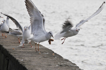 M&ouml;wen am Maschsee von Hannover