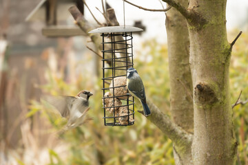 House sparrow and blue tit feeding together on a suet ball at a garden bird feeder © Barton