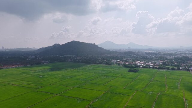 Aerial view captures lush paddy fields at Juru, Penang with vibrant green plots stretching across the landscape.