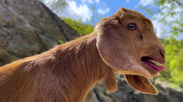 goat baa brown hair in nature green mountain landscape portrait rural lifestyle grazing kid baby animal cute Iran Kurdistan lamb sheep breeding traditional agriculture sound voice calling playful