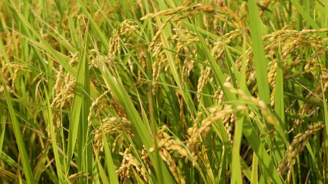 rice fields