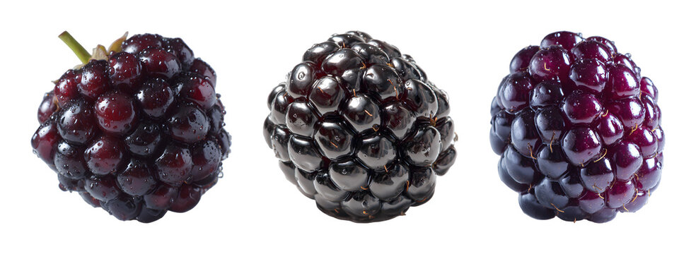 Fresh blackberry collection with metallic finish PNG set with isolated on transparent background