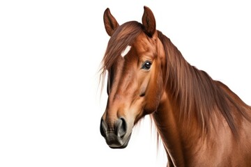 Obraz premium Horse stallion mammal animal.