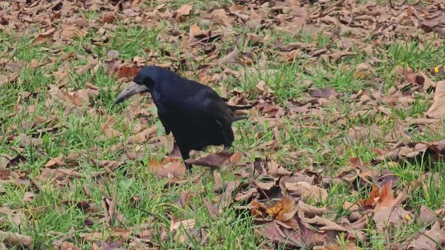 Two black crows are looking for food, walking on the ground strewn with colorful autumn leaves in a park.