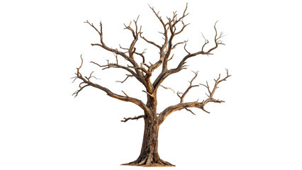 Old tree stands alone with bare branches  isolated on transparent background cut out © Olga